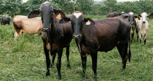 características ganado girolando